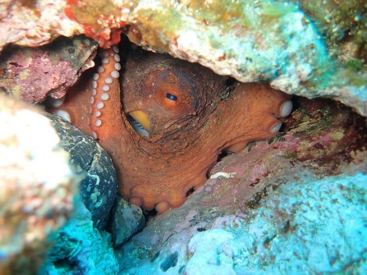 27 Amazing Animal Facts - Octopuses detect 'tastes' with the suckers on their arms.
