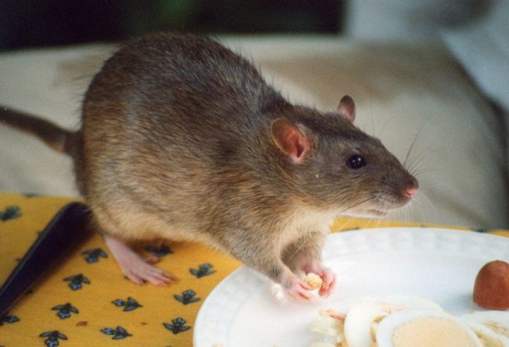 27 Amazing Animal Facts - Rats let out little laughs when tickled.