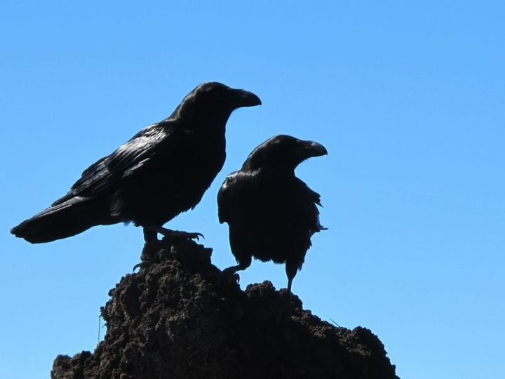 27 Amazing Animal Facts - Crows have been observed to actually play pranks on each other.