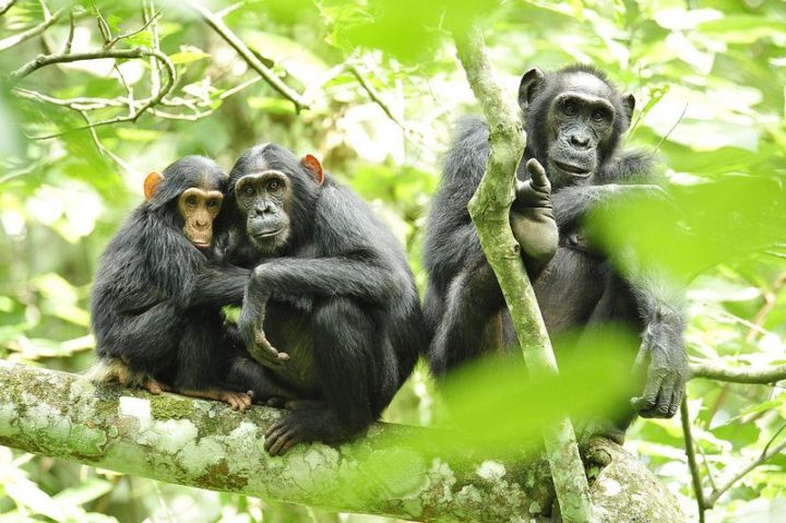 27 Amazing Animal Facts - Wild chimpanzees in Guinea like to find and consume fermented palm sap. They like to get drunk.