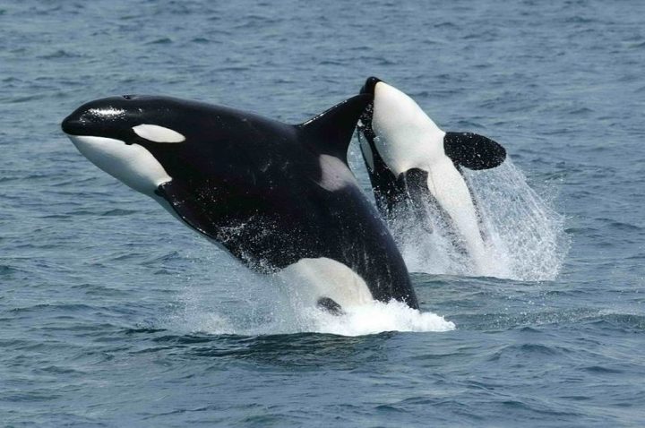 27 Amazing Animal Facts - Orcas can learn how to speak dolphin by replicating their tones.