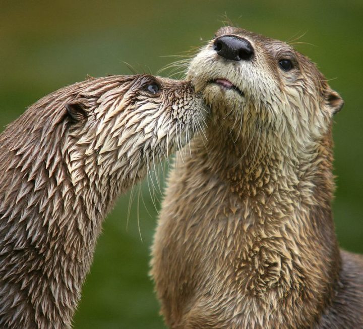 27 Amazing Animal Facts - Otters have incredibly thick fur. They are thought to have around 1,000,000 hairs per square inch.