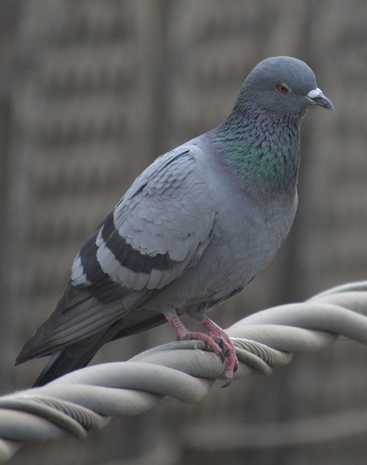 27 Amazing Animal Facts - Studies show that pigeons are able to do math at a similar level to monkeys.