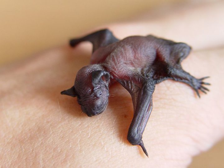 27 Amazing Animal Facts - Female bats will readily help raise other bat babies if need be.