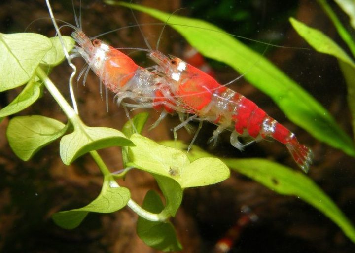 27 Amazing Animal Facts - A shrimp's brain is located in its head.