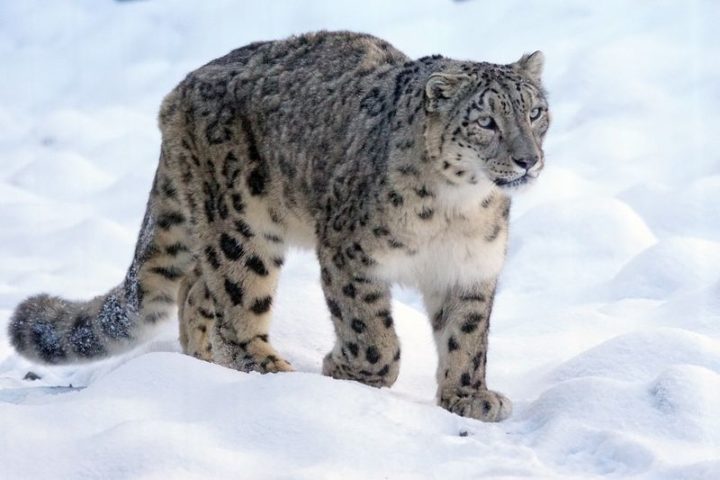 Snow leopards have less developed vocal cords than other large cats. So, rather than roar, they let a 'chuff' which is like a loud purr.