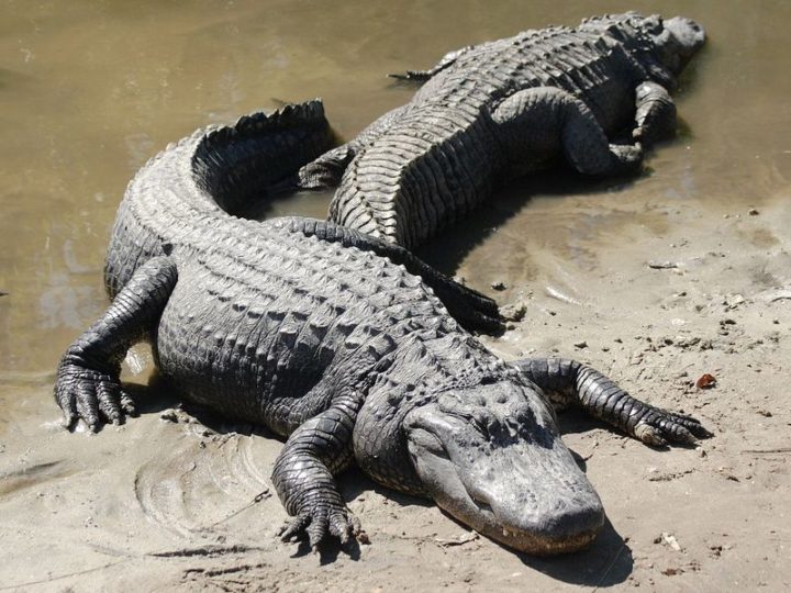 27 Amazing Animal Facts - In busy waters, manatees will budge in front of alligators, and the alligators allow it without a fight.