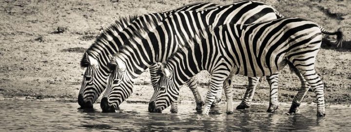27 Amazing Animal Facts - The stripes on zebras are a result of years and years of evolution to help ward off bugs and insects.
