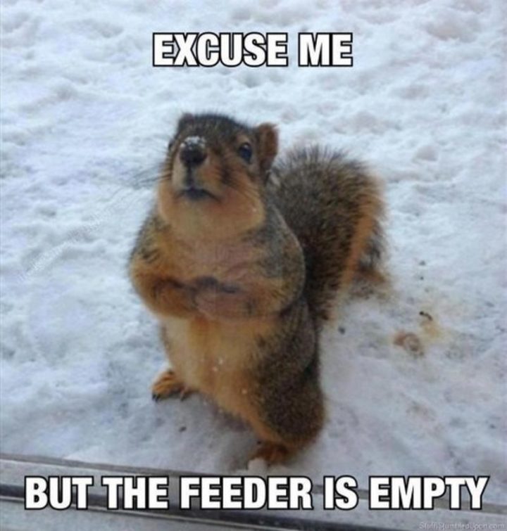"Excuse me, but the feeder is empty."