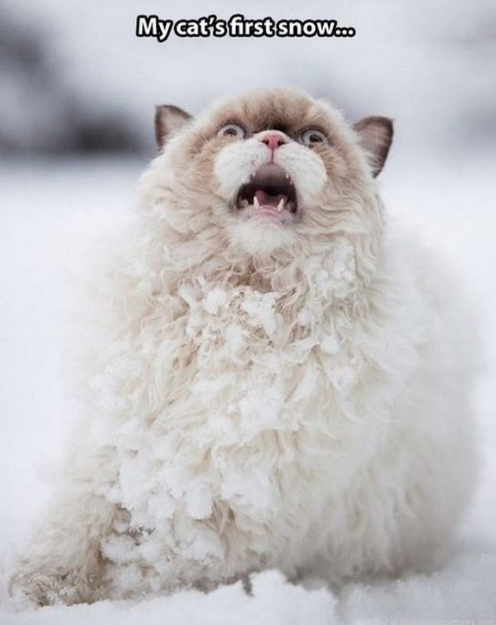 "My cat's first snow..."
