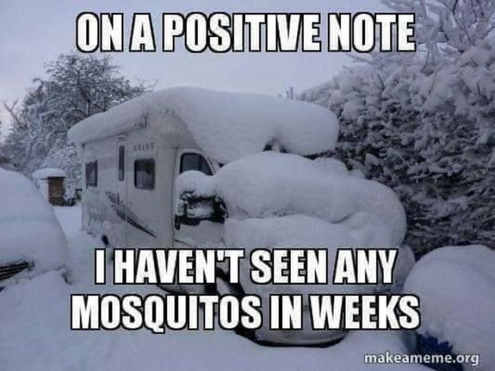 "On a positive note, I haven't seen any mosquitoes in weeks."