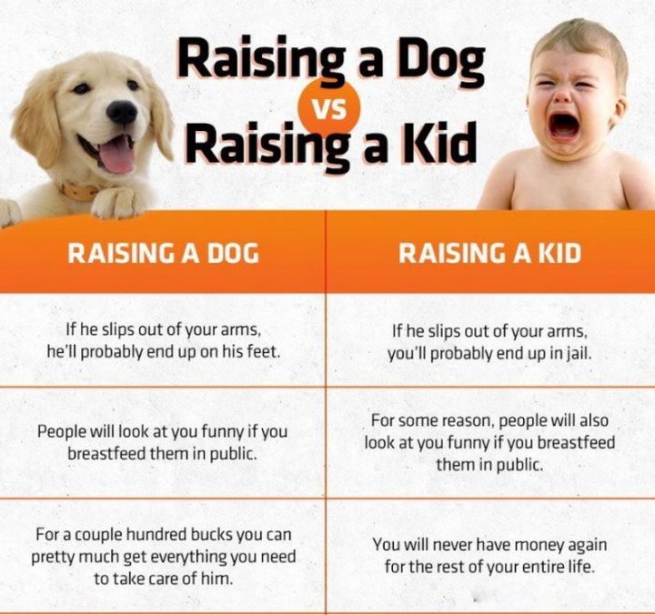 "Raising a dog. If he slips out of your arm, he'll probably end up on his feet. People will look at you funny if you breastfeed them in public. For a couple of hundred bucks, you can pretty much get everything you need to take care of him. Raising a kid. If he slips out of your arms, you'll probably end up in jail. For some reason, people will also look at you funny if you breastfeed them in public. You will never have money again for the rest of your entire life."
