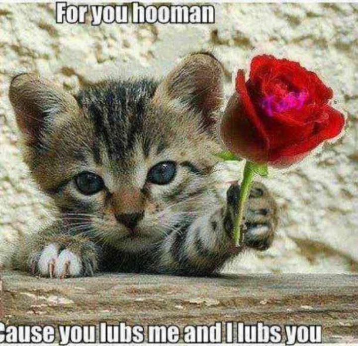 "For you hooman. Cause you lubs me and I lubs you."