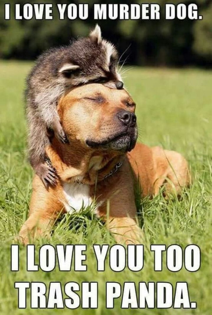 "I love you murder dog. I love you too trash panda."