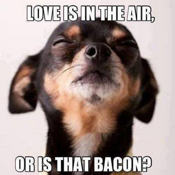 "Love is in the air, or is that bacon?"