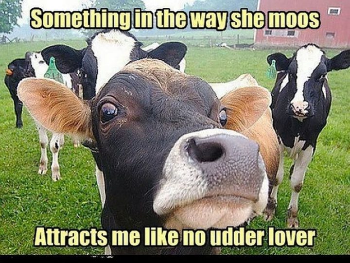 "Something in the say she moos. Attracts me like no udder lover."