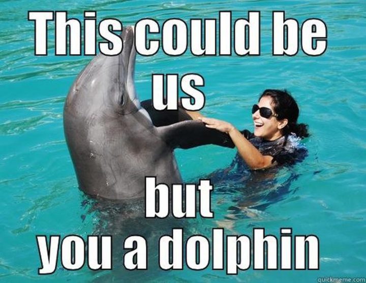 "This could be us but you a dolphin."
