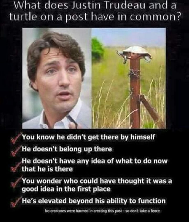 51 Best Justin Trudeau Memes - "What do Justin Trudeau and a turtle on a post have in common? You know he didn't get there by himself. He doesn't belong up there. He doesn't have any idea of what to do now that he is there. You wonder who could have thought it was a good idea in the first place. He's elevated beyond his ability to function."