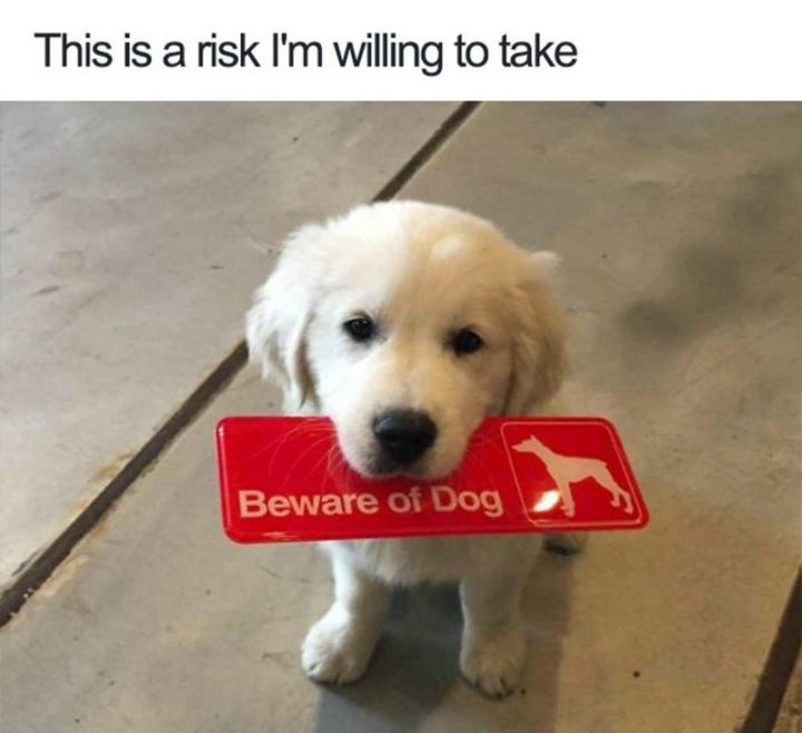 85 Happy Memes - "Beware of dog. This is a risk I'm willing to take."