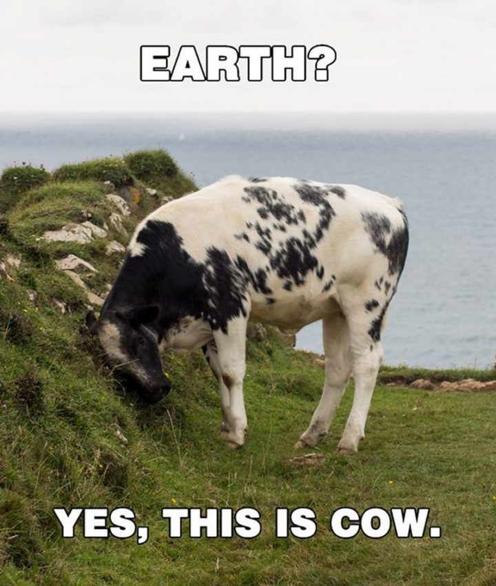 85 Happy Memes - "Earth? Yes, this is cow."
