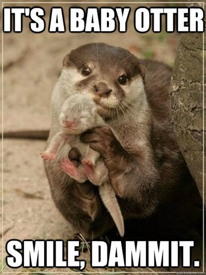 "It's a baby otter. Smile, dammit."