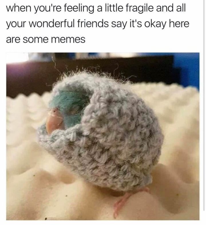 "When you're feeling a little fragile and all your wonderful friends say it's okay, here are some memes."