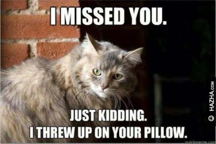 "I missed you. Just kidding. I threw up on your pillow."