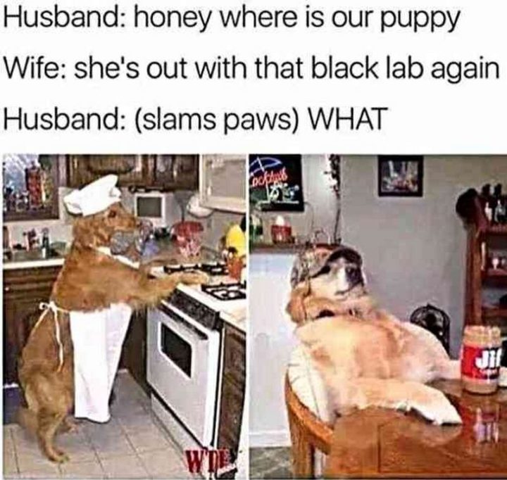 "Husband: Honey, where is our puppy. Wife: She's out with that black lab again. Husband: (slams paws) WHAT!"