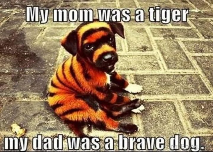 "My mom was a tiger. My dad was a brave dog.