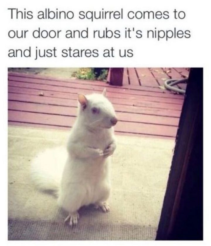101 Funny Memes - "This albino squirrel comes to our door and rubs its nipples and just stares at us."