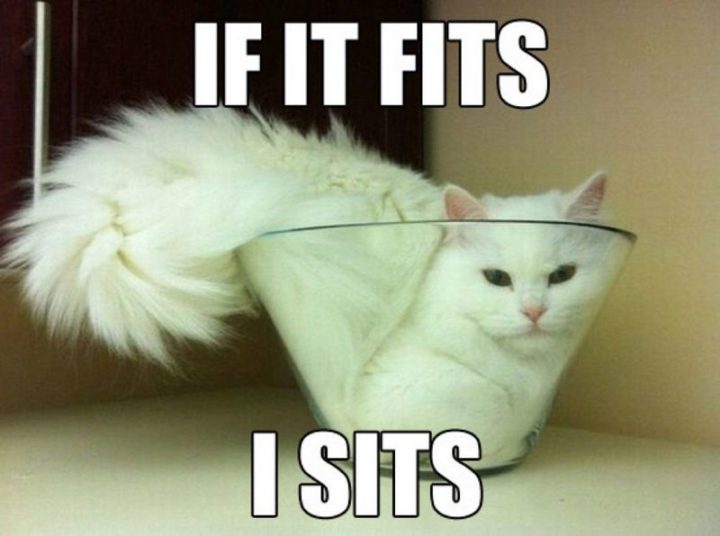 "If it fits, I sits."