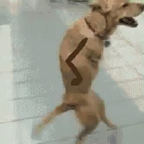 Dog walking on hind legs.