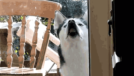 Husky dog showing teeth.