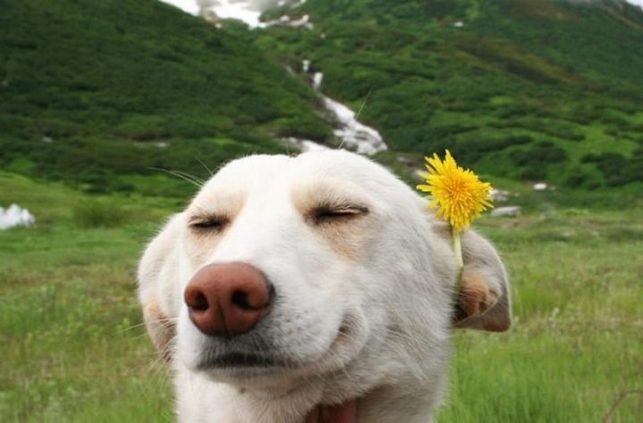 Dog with dandelion in his ear.