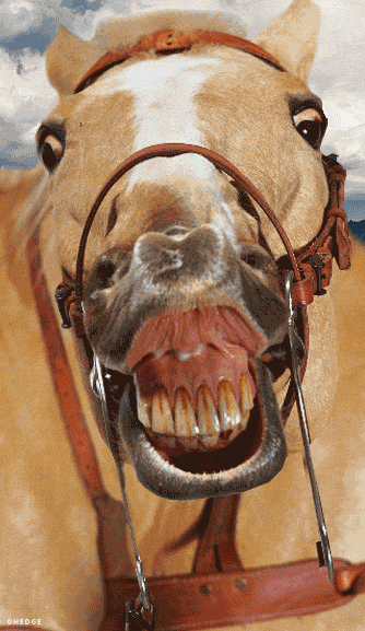 Horse smiling.