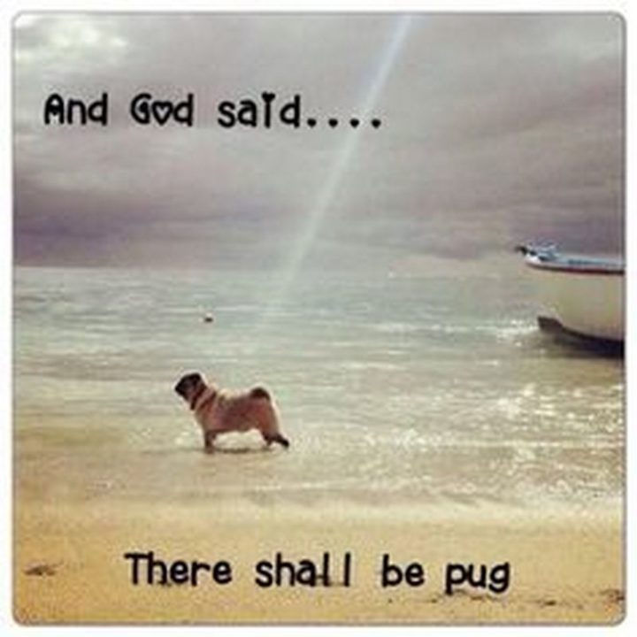 101 Cute Pug Memes - "And God said...There shall be pug."