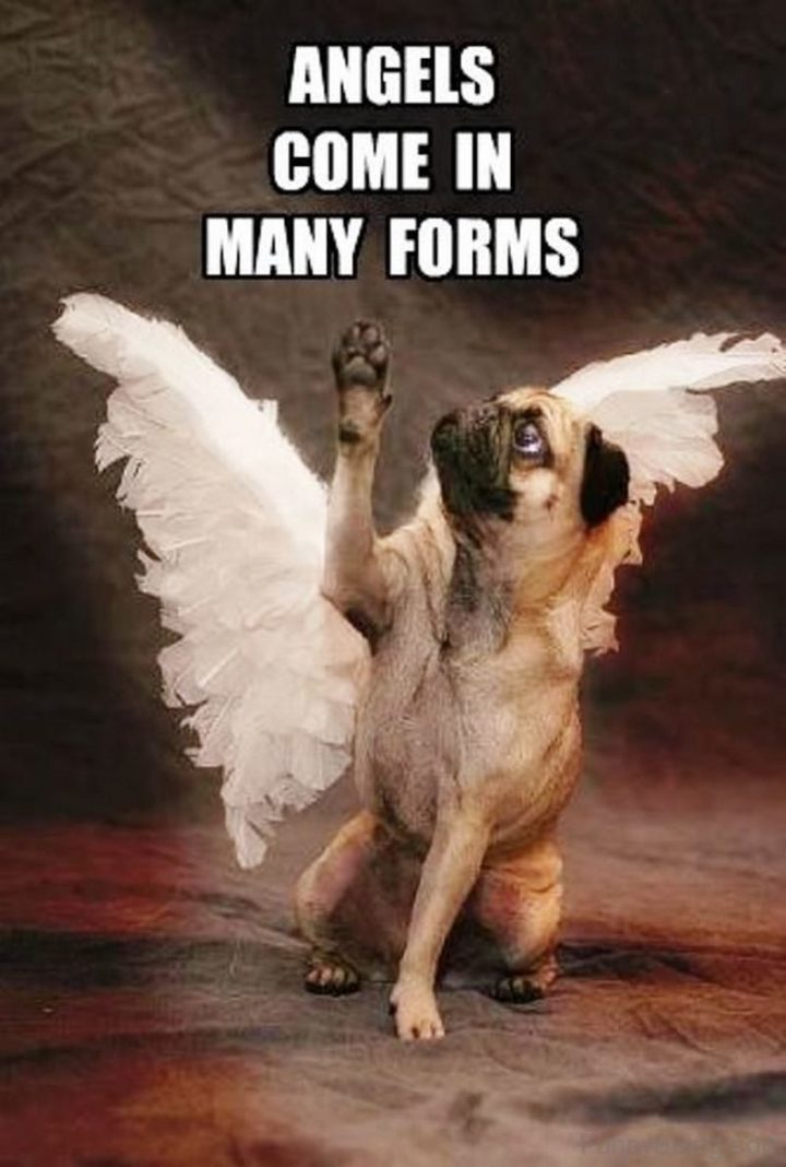 101 Cute Pug Memes - "Angels come in many forms."