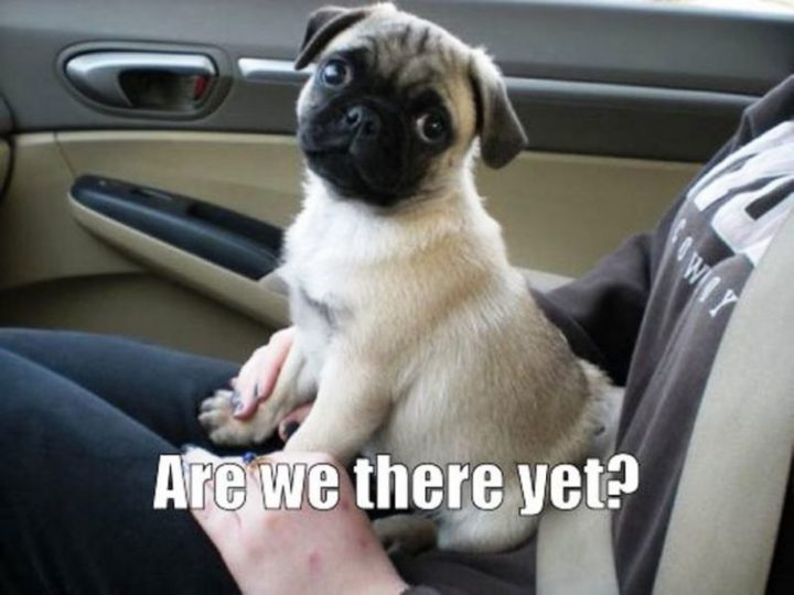 101 Cute Pug Memes - "Are we there yet?"