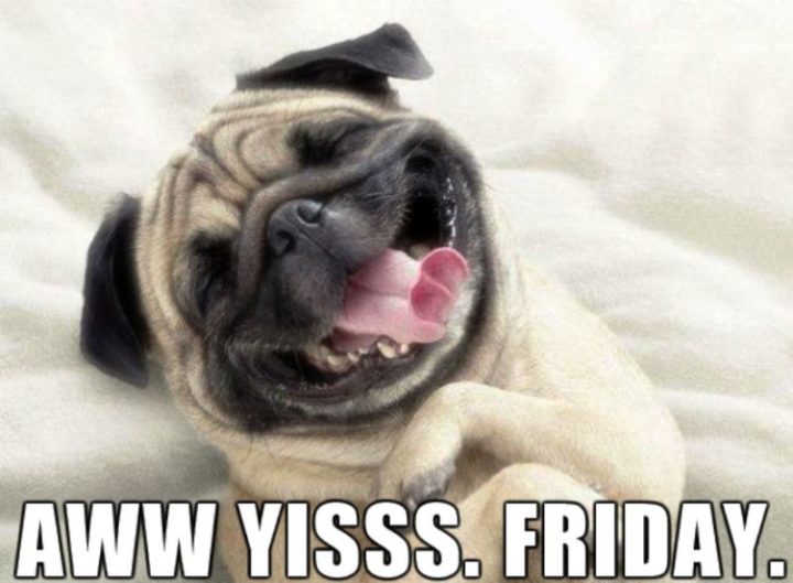 101 Cute Pug Memes - "Aww yisss. Friday."