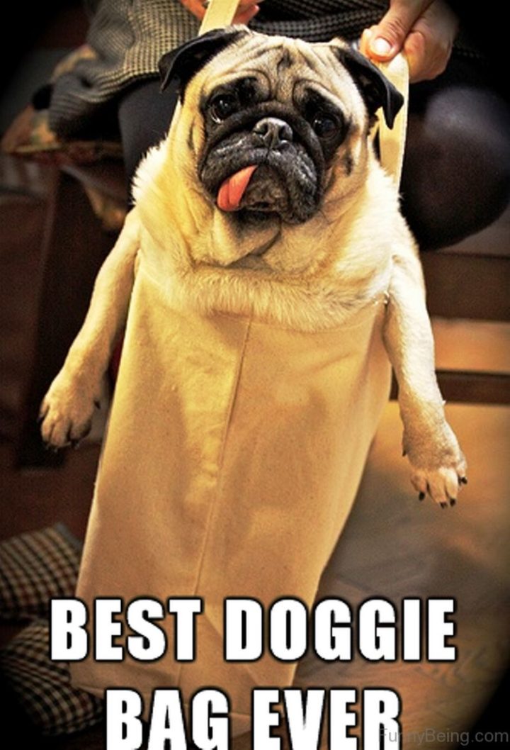 101 Cute Pug Memes - "Best doggie bag ever."