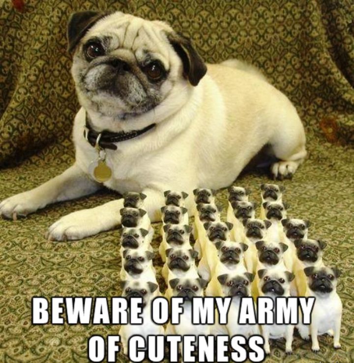 101 Cute Pug Memes - "Beware of my army of cuteness."