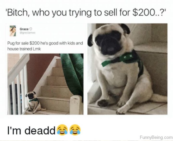 101 Cute Pug Memes - "Me: Pug for sale $200. He's good with kids and house trained. Let me know. Pug: Who you trying to sell for $200...?"