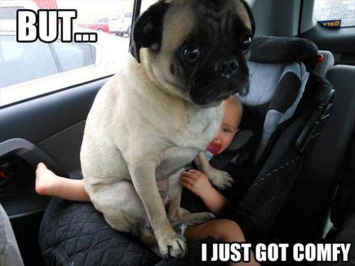 101 Cute Pug Memes - "But...I just got comfy."