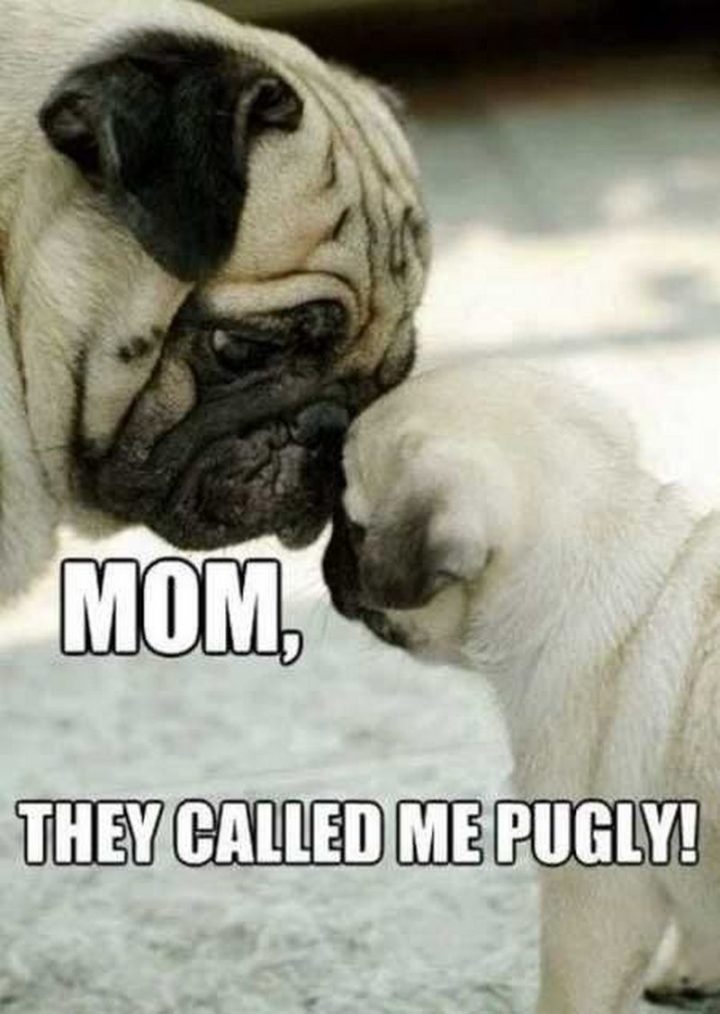 101 Cute Pug Memes - "Mom, they called me pugly!"