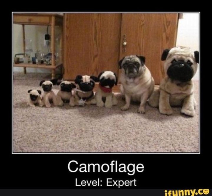 101 Cute Pug Memes - "Camoflage. Level: Expert."