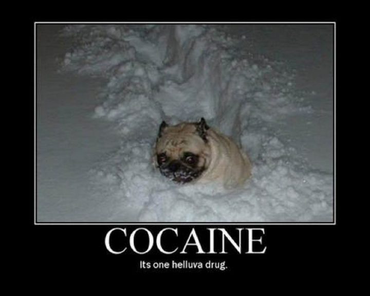 101 Cute Pug Memes - "Cocaine. It's one helluva drug."