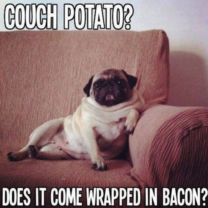 101 Lovable Pug Memes That Are Too Puggin' Cute