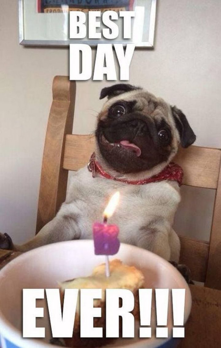 101 Cute Pug Memes - "Best day ever!!!"