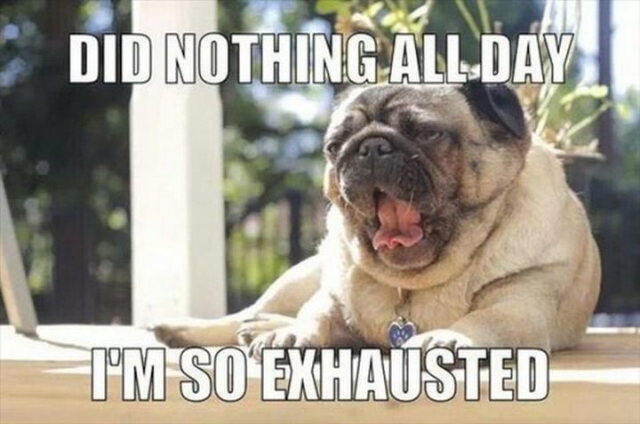 101 Cute Pug Memes - "Did nothing all day. I'm so exhausted."