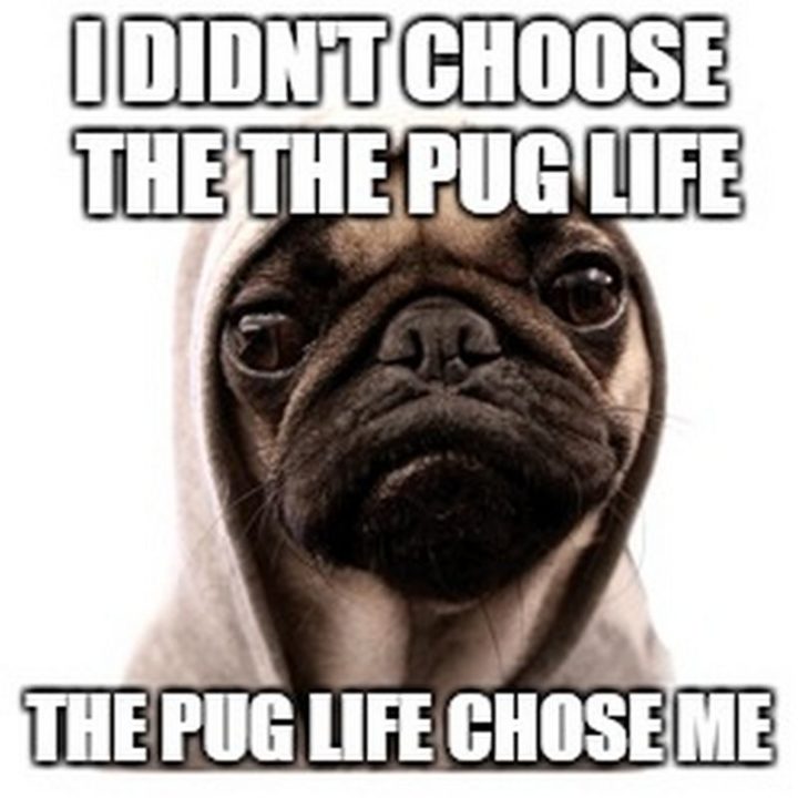 101 Cute Pug Memes - "I didn't choose the pug life. The pug life chose me."